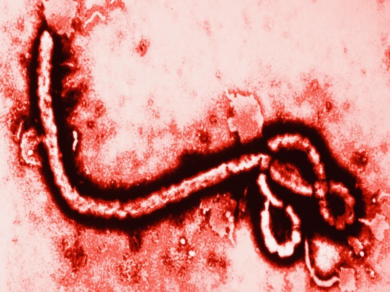 Tudnivalók az ebola vírusról 1